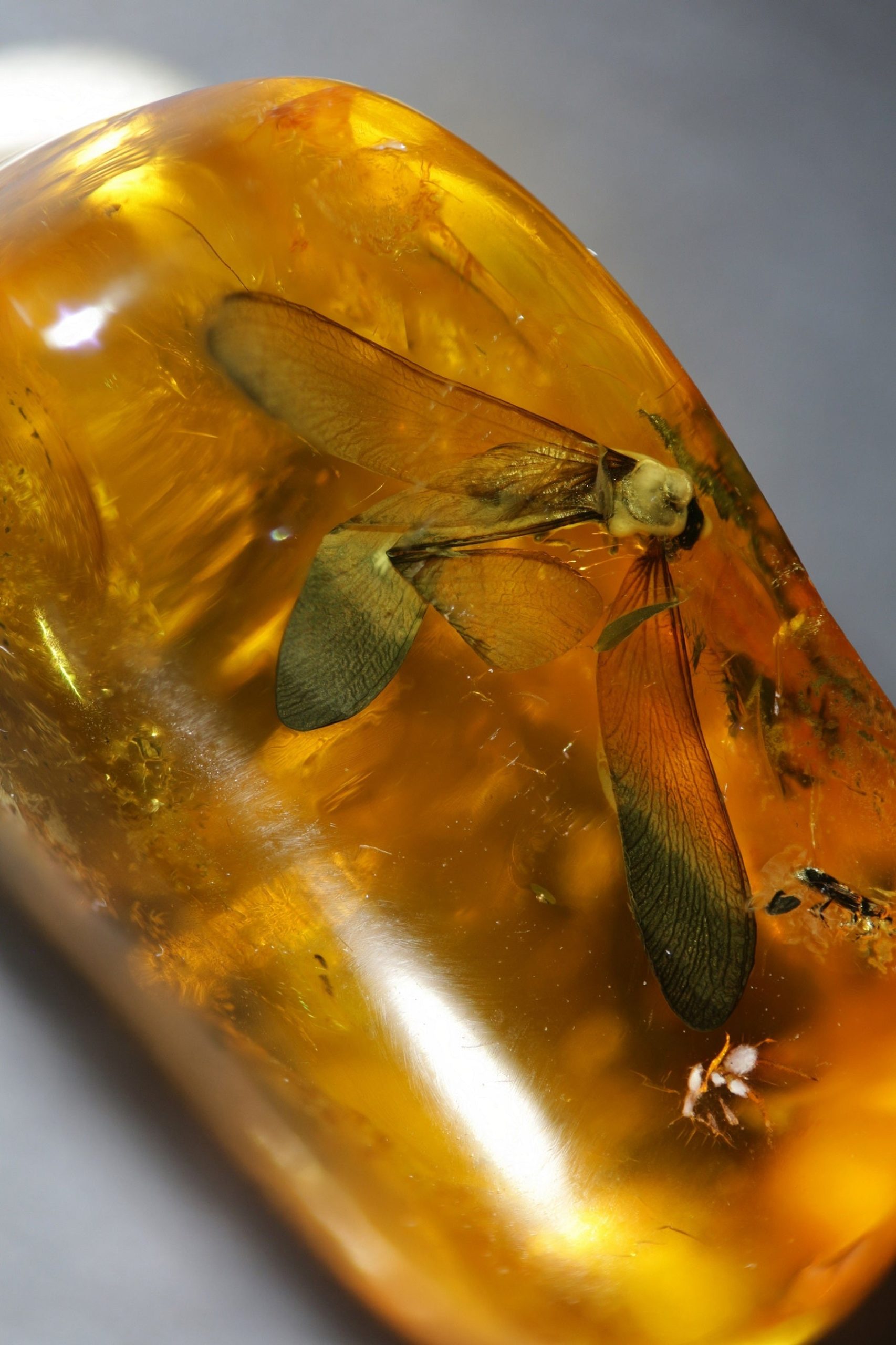 Bernstein mit fossiler geflügelter Termite Online-Schn?ppchen